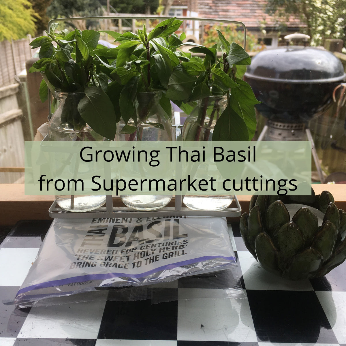 Growing Thai Basil from Supermarket Cuttings Almost Off Grid