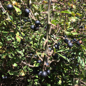 Sloe Gin and Sloe Port Kit (no bucket)