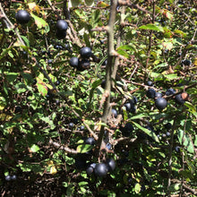 Load image into Gallery viewer, Almost Off Grid Sloe Gin and Sloe Port Kit (Solid) - Almost Off Grid
